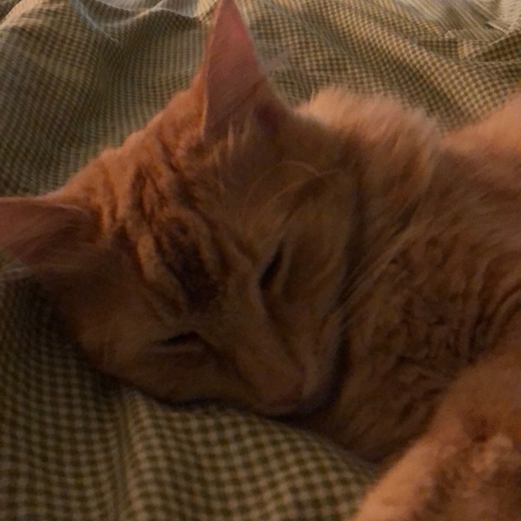 beansdreams